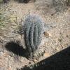 The harsh-looking cactuses have cool names like "shin dagger"